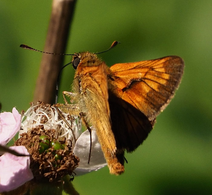 Rostfarbiger Dickkopffalter, Ochlodes sylvanus Männchen